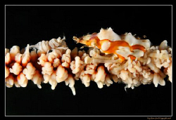 Zanzibar Shrimp meets Xeno Crab  
D300, 60mm AF-S Macro by Kay Burn Lim 